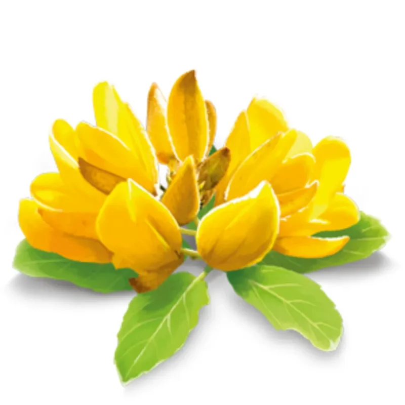 YOGI TEA Christmas Tea