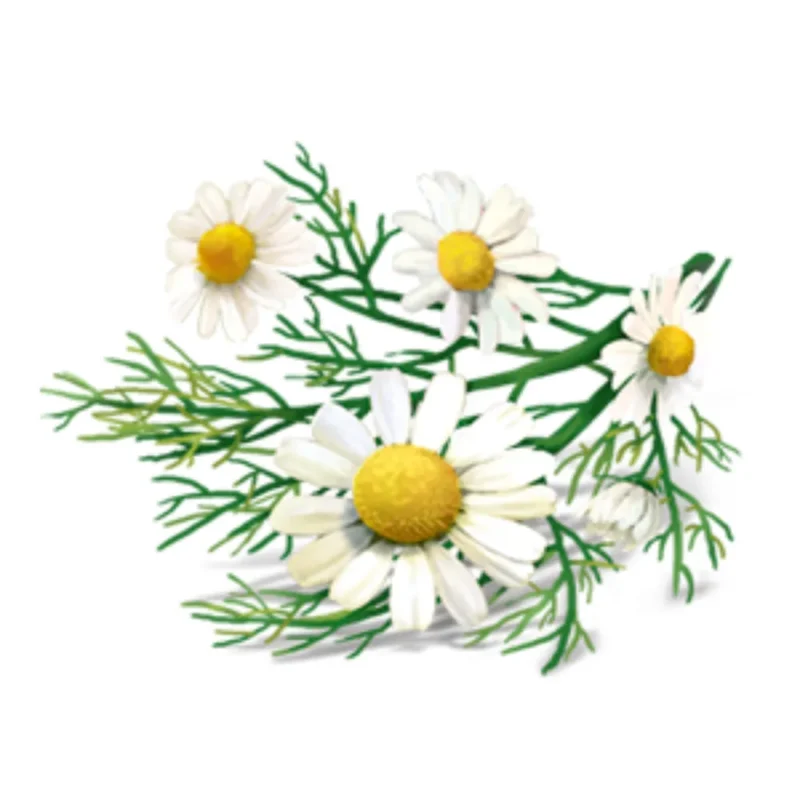 YOGI TEA Women's Tea